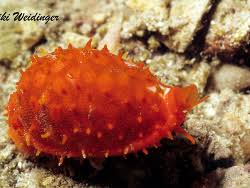 Attēlu rezultāti vaicājumam “Cribraria costata”