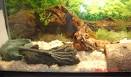 Caring for and Keeping Pet Snakes
