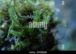 Attēlu rezultāti vaicājumam “Trilophozia quinquedentata”