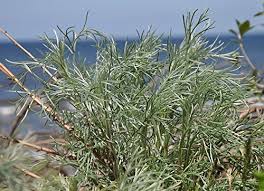 Image result for Artemisia caudata