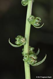 Image result for Beta vulgaris