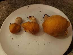 Attēlu rezultāti vaicājumam “Rozites caperata”