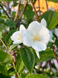 Attēlu rezultāti vaicājumam “Philadelphus coronarius flower”