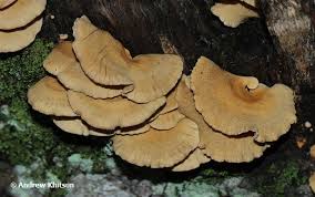 Attēlu rezultāti vaicājumam “Panellus stipticus”