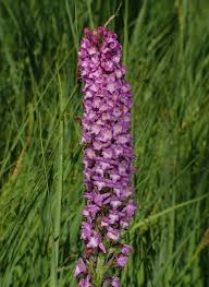 Attēlu rezultāti vaicājumam “Gymnadenia conopsea fruit”