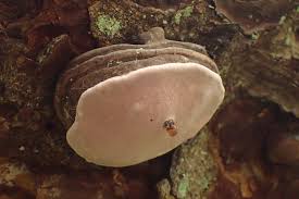 Attēlu rezultāti vaicājumam “Fomitopsis rosea”