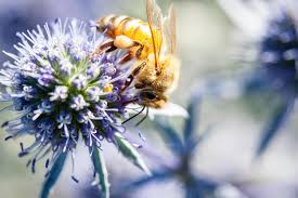 Image result for Blaudistel