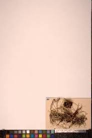 Attēlu rezultāti vaicājumam “Pseudocalliergon turgescens”