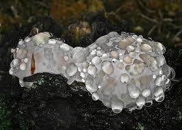 Attēlu rezultāti vaicājumam “Postia guttulata”