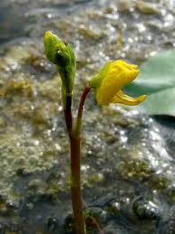 Attēlu rezultāti vaicājumam “Utricularia intermedia bud”