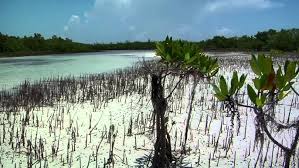 Image result for платформа Андрос