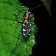 Attēlu rezultāti vaicājumam “Cicindela campestris imago”