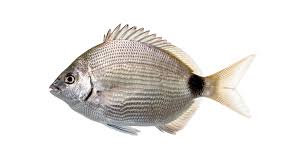 Image result for Diplodus
