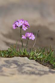 Attēlu rezultāti vaicājumam “Primula farinosa”