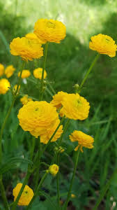 Attēlu rezultāti vaicājumam “Ranunculus acris flower”