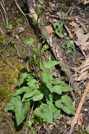 Attēlu rezultāti vaicājumam “Phyteuma spicatum leaf”