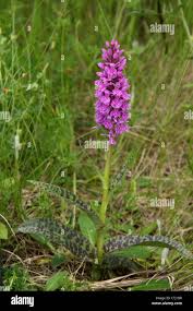 Attēlu rezultāti vaicājumam “Dactylorhiza fuchsii”