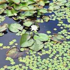 Attēlu rezultāti vaicājumam “Nymphaea alba”