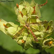 Attēlu rezultāti vaicājumam “Epiphragma ocellare”