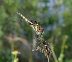 Attēlu rezultāti vaicājumam “Lindbladia tubulina macro”