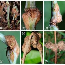 Attēlu rezultāti vaicājumam “Lasioptera rubi larva”