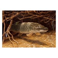 Attēlu rezultāti vaicājumam “Esox lucius”