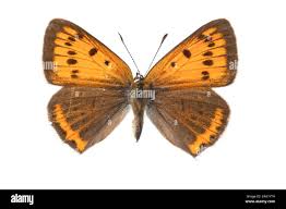 Attēlu rezultāti vaicājumam “Lycaena dispar underside”