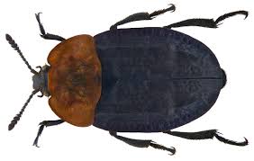 Attēlu rezultāti vaicājumam “Oiceoptoma thoracicum”