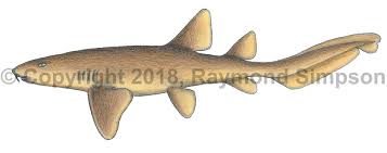 Image result for Ginglymostoma cirratum