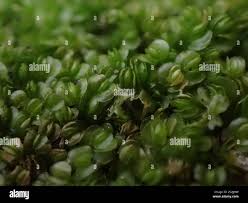 Attēlu rezultāti vaicājumam “Nardia scalaris”