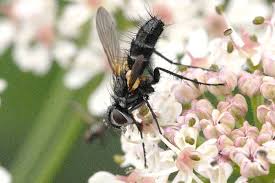 Attēlu rezultāti vaicājumam “Rhogogaster picta”