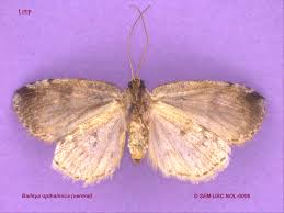 Attēlu rezultāti vaicājumam “Nolidae”