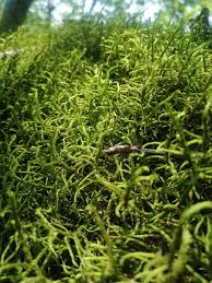 Attēlu rezultāti vaicājumam “Antitrichia curtipendula”