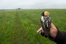 Image result for Dolichonyx oryzivorus