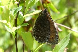 Attēlu rezultāti vaicājumam “Oeneis jutta underside”