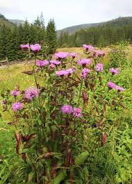 Attēlu rezultāti vaicājumam “Centaurea phrygia flower”
