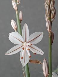 Image result for Asphodelus fistulosus