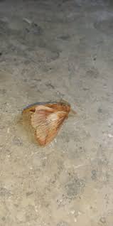 Attēlu rezultāti vaicājumam “Euthrix potatoria imago”