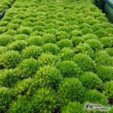 Attēlu rezultāti vaicājumam “Leucobryum glaucum”