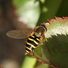 Attēlu rezultāti vaicājumam “Syrphus torvus”