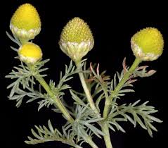 Attēlu rezultāti vaicājumam “Matricaria discoidea flower”