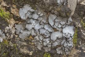 Attēlu rezultāti vaicājumam “Plectocarpon lichenum”