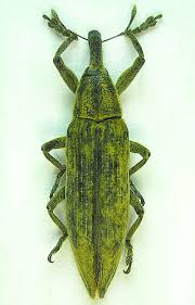 Attēlu rezultāti vaicājumam “Lixus iridis”