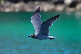 Attēlu rezultāti vaicājumam “Fuligo laevis”