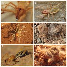 Attēlu rezultāti vaicājumam “Arachnida”