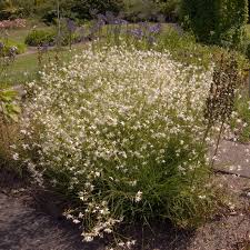 Attēlu rezultāti vaicājumam “Anthericum ramosum”