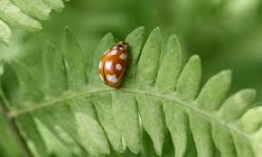 Attēlu rezultāti vaicājumam “Calvia decemguttata”