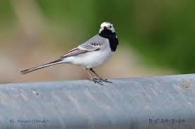 Image result for Motacilla alba