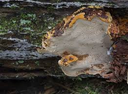 Attēlu rezultāti vaicājumam “Phellinus nigrolimitatus”