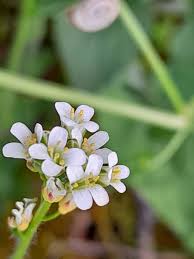 Attēlu rezultāti vaicājumam “Arabis hirsuta”